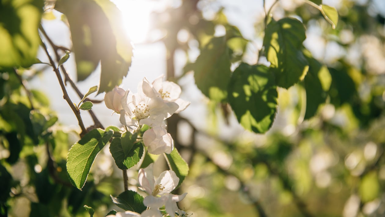 Apfelblüten und Blätter im Sonnenschein