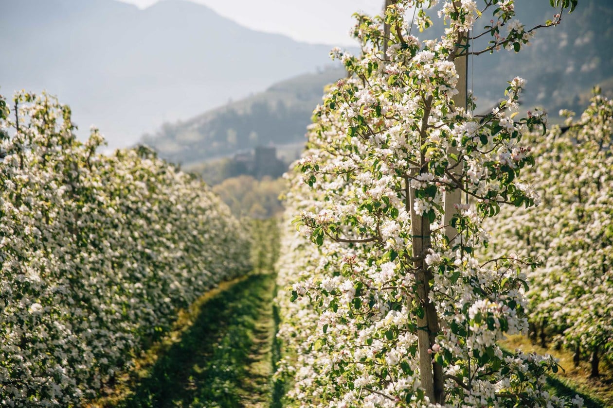 Frühlingsbilder