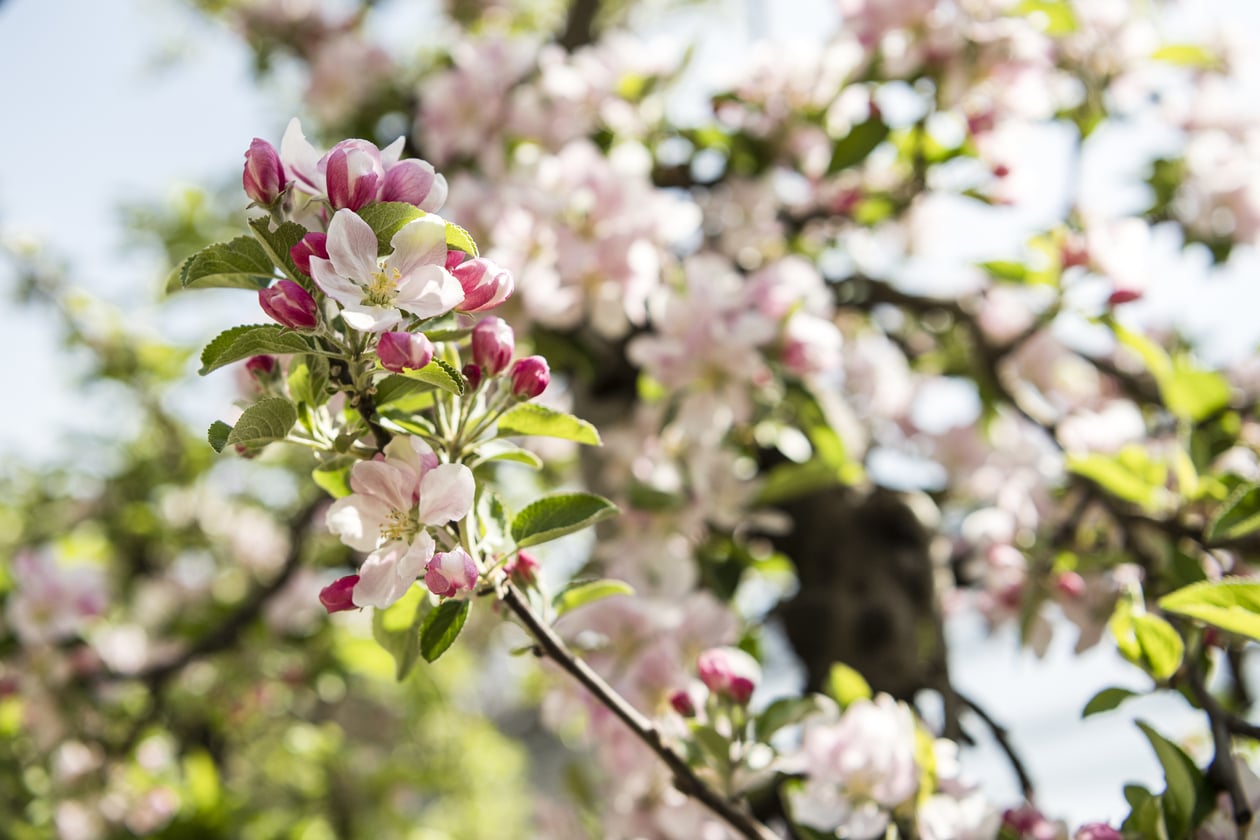 Bunte Baum Blumen