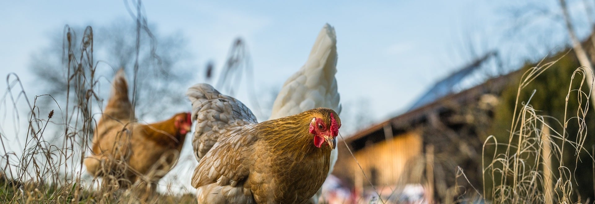 Galline in un campo