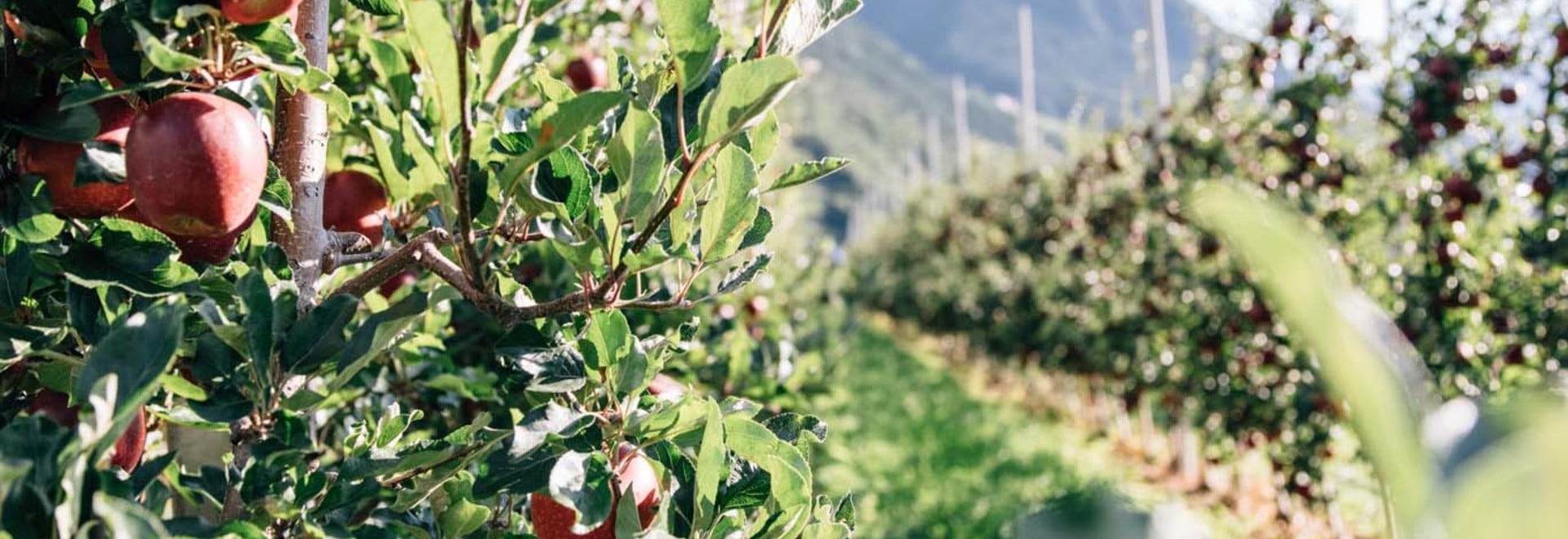 Apple trees in Algund