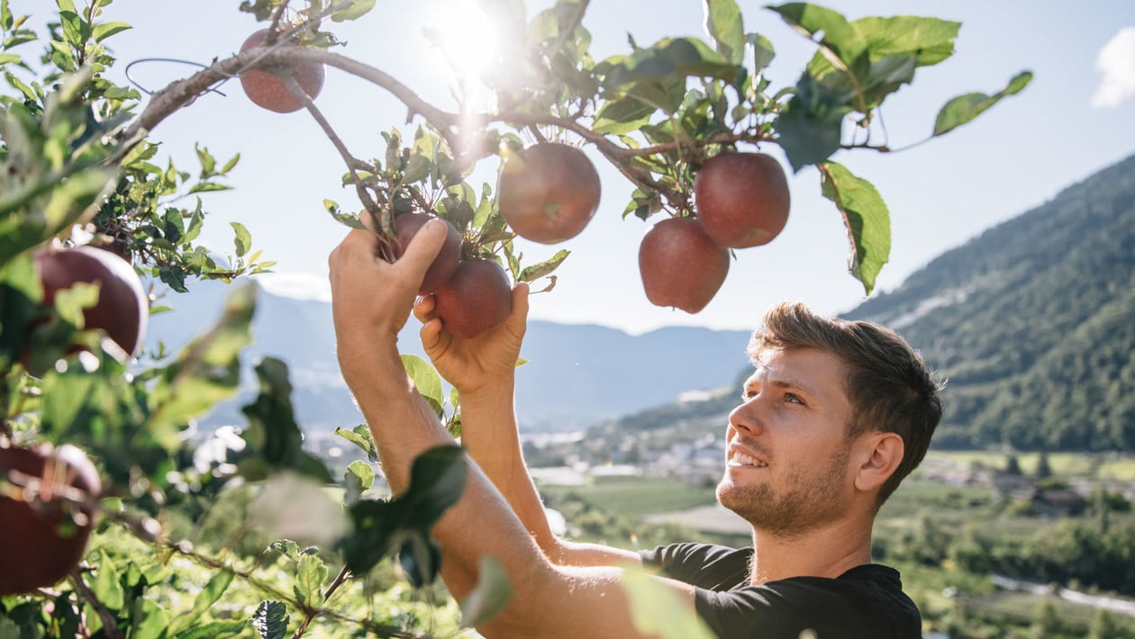 Apple farmer at work