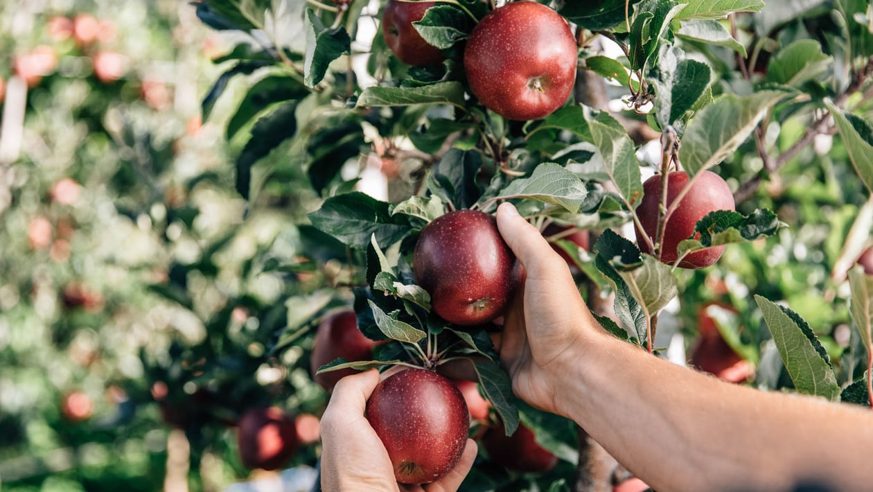 Hands with fresh and red apples