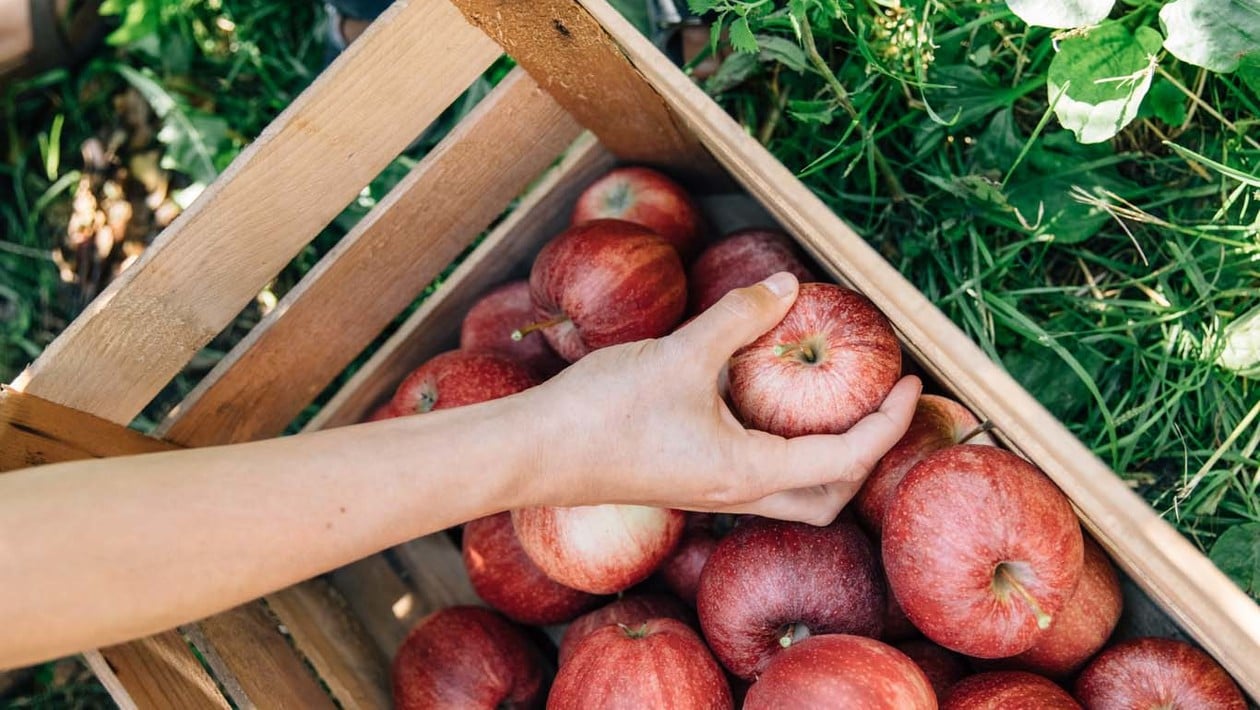 Apple harvest