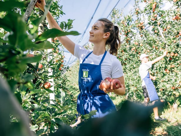 Apple farmer at their work