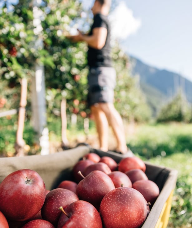 Äpfel im Vordergrund mit Apfelbauer bei der Ernte