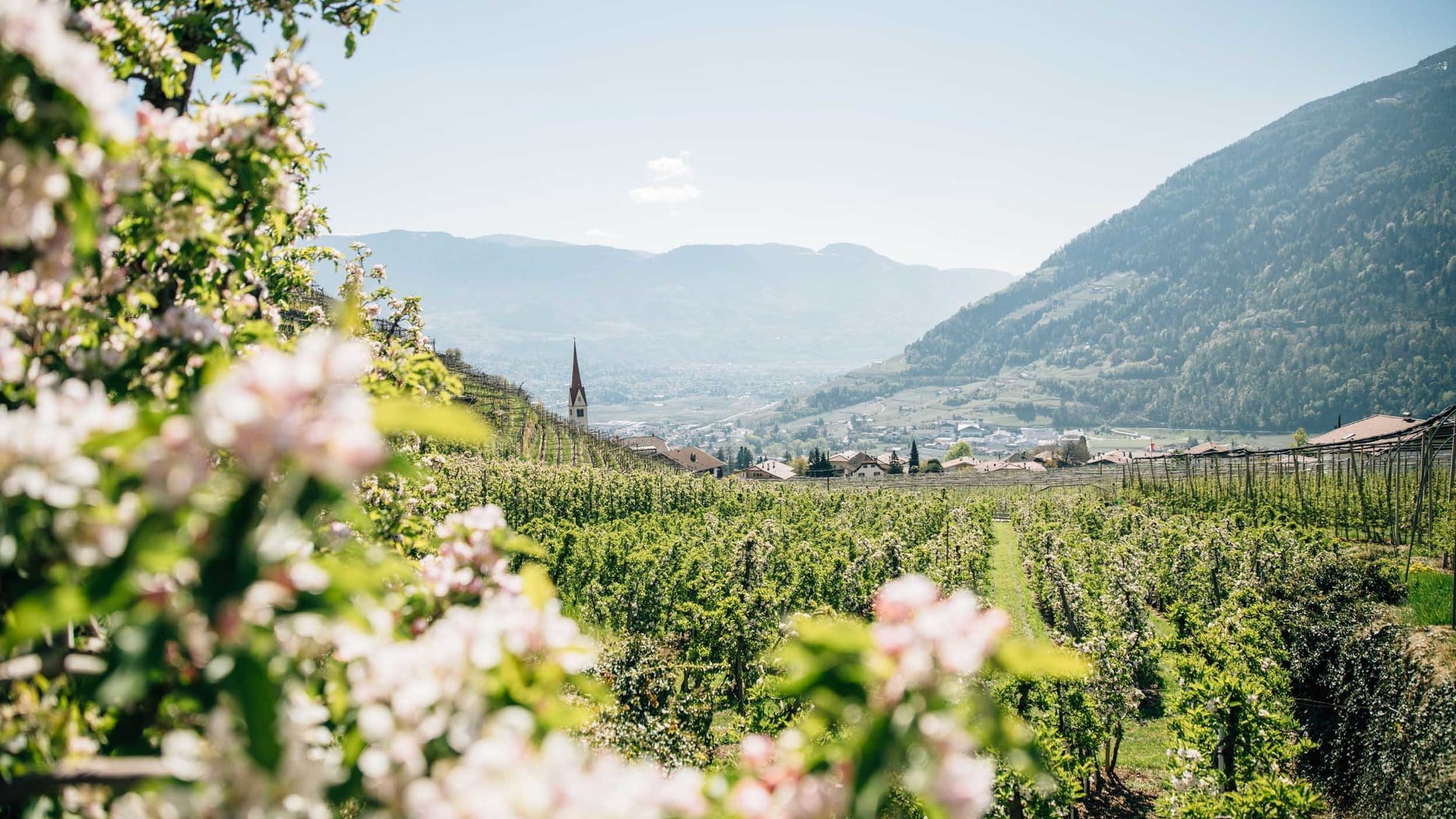 Awaken your senses in spring: Algund near Merano