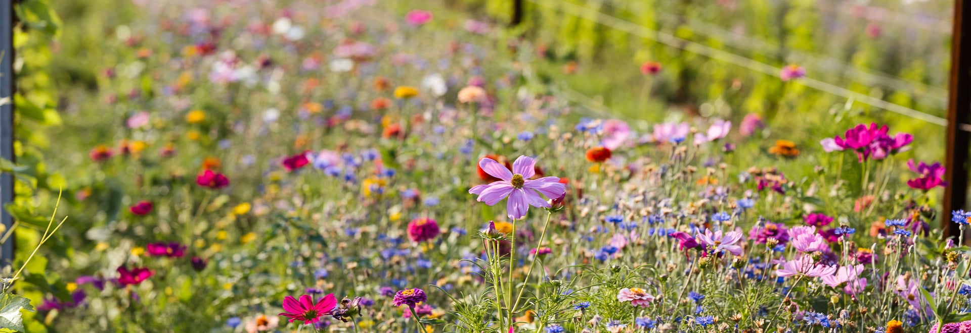 Natural Garden Competition Algund