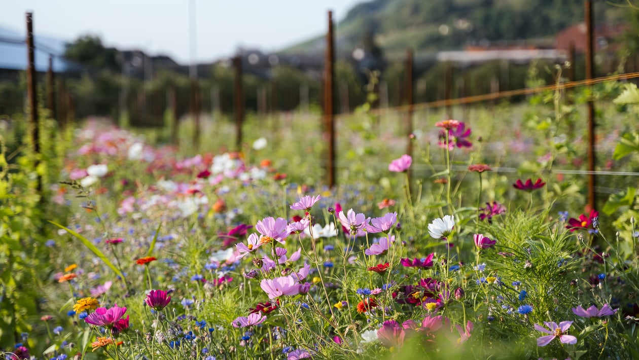 Concorso per il Giardino Naturale di Lagundo