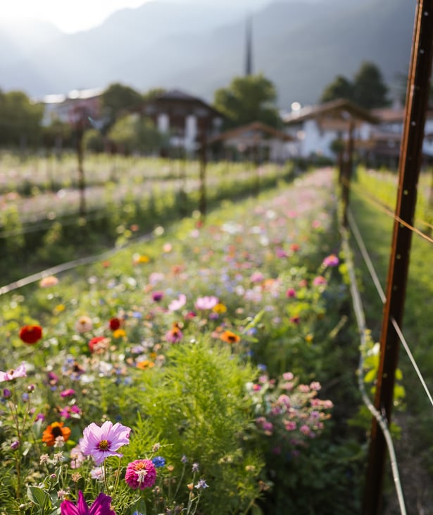 Concorso per il Giardino Naturale di Lagundo