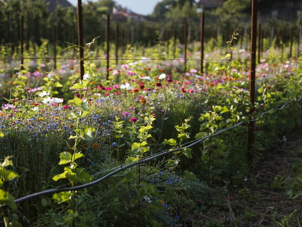 Concorso per il Giardino Naturale di Lagundo