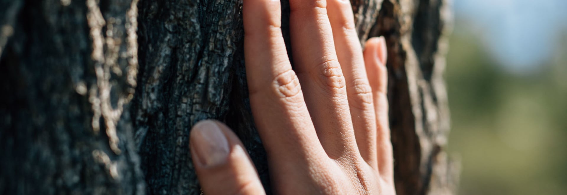 Algund Balance: Benessere nel bosco e sapori selvatici in malga