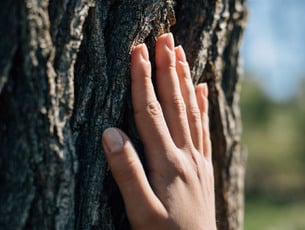 Algund Balance: Benessere nel bosco e sapori selvatici in malga