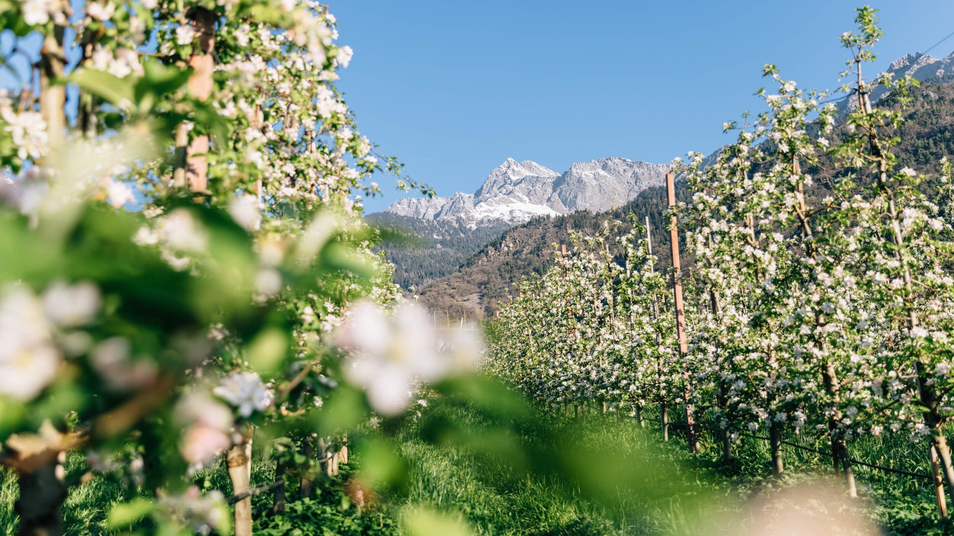Algunder Frühling im Blütenzauber und Sonnenschein mit Blick auf Dorf und Kirche
