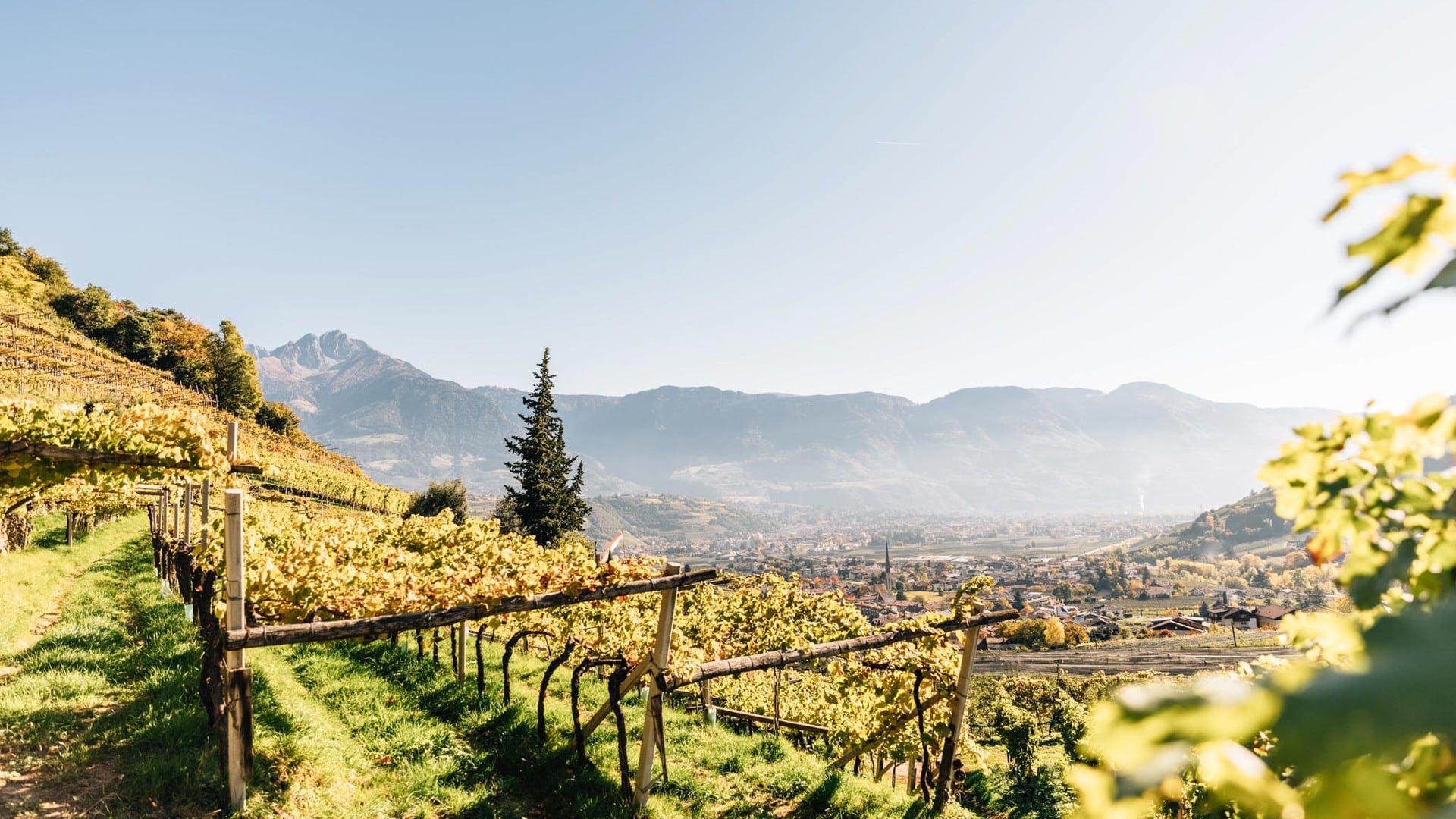 Sunny panorama amidst vines in radiant greenery