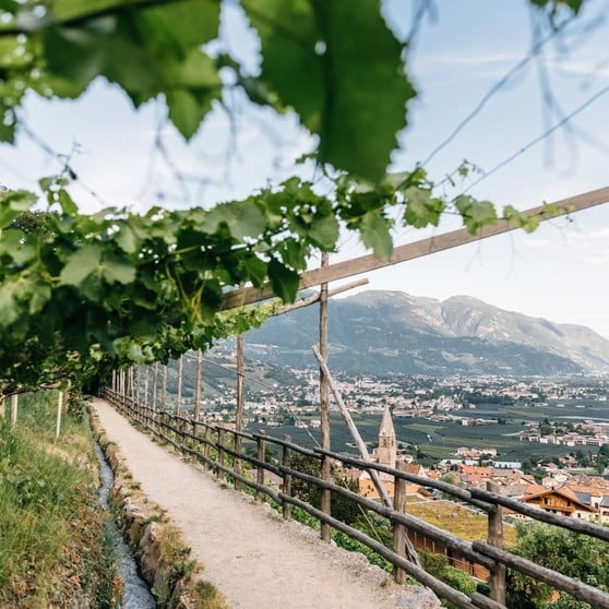 The Waalweg Algund under vines