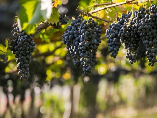 Top tips for food lovers