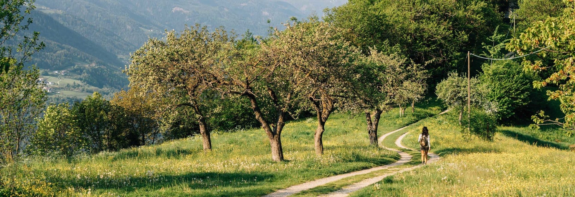 Blossoming of the apple trees in South Tyrol
