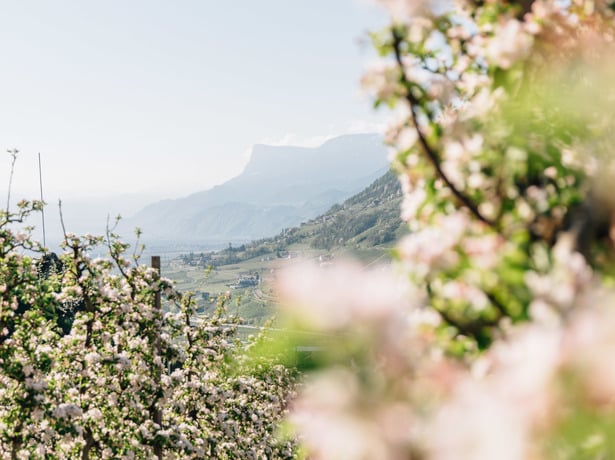Hiking on the Merano High Altitude Trail