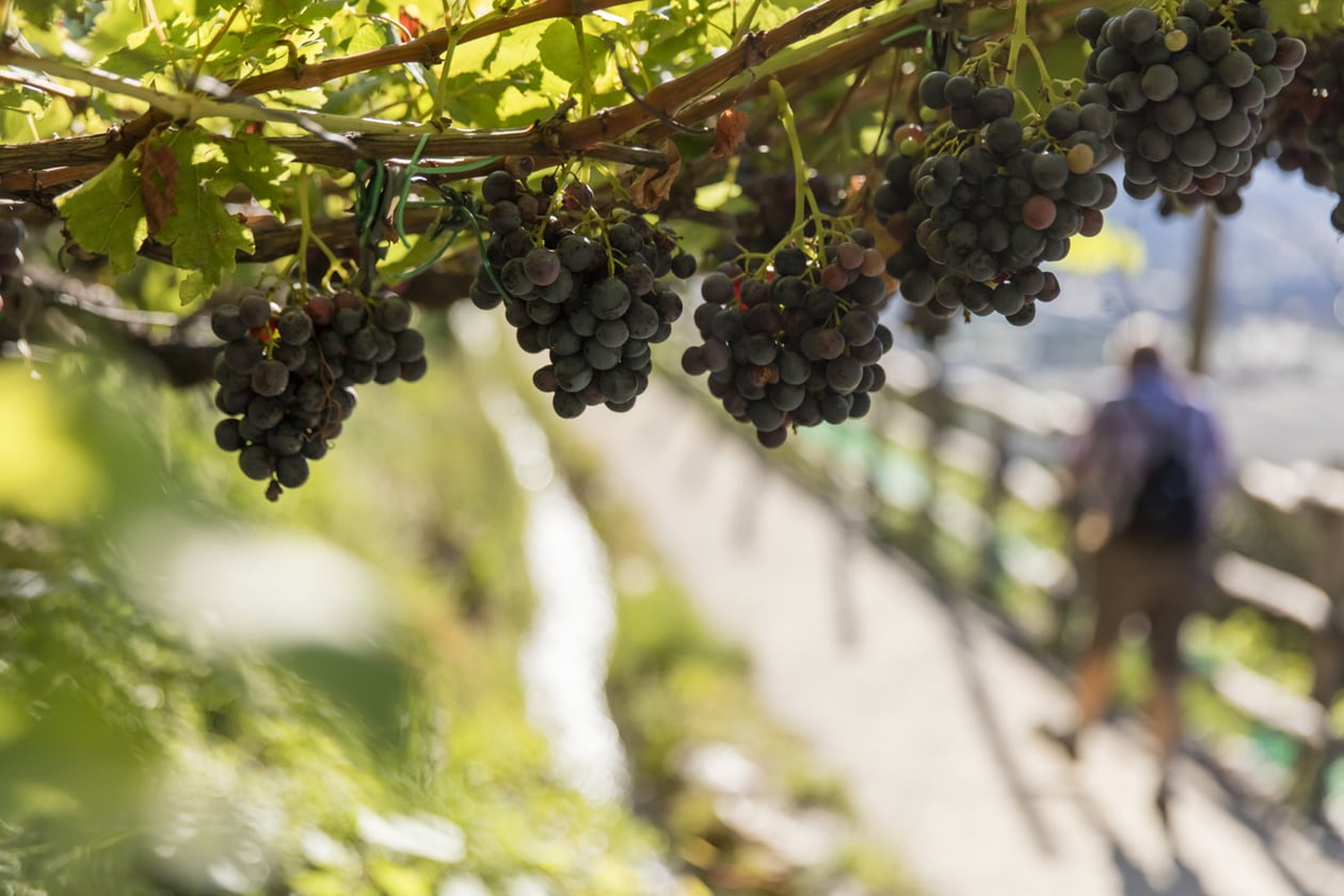 Die Reben sind im Sommer bereits schwer mit Trauben behangen