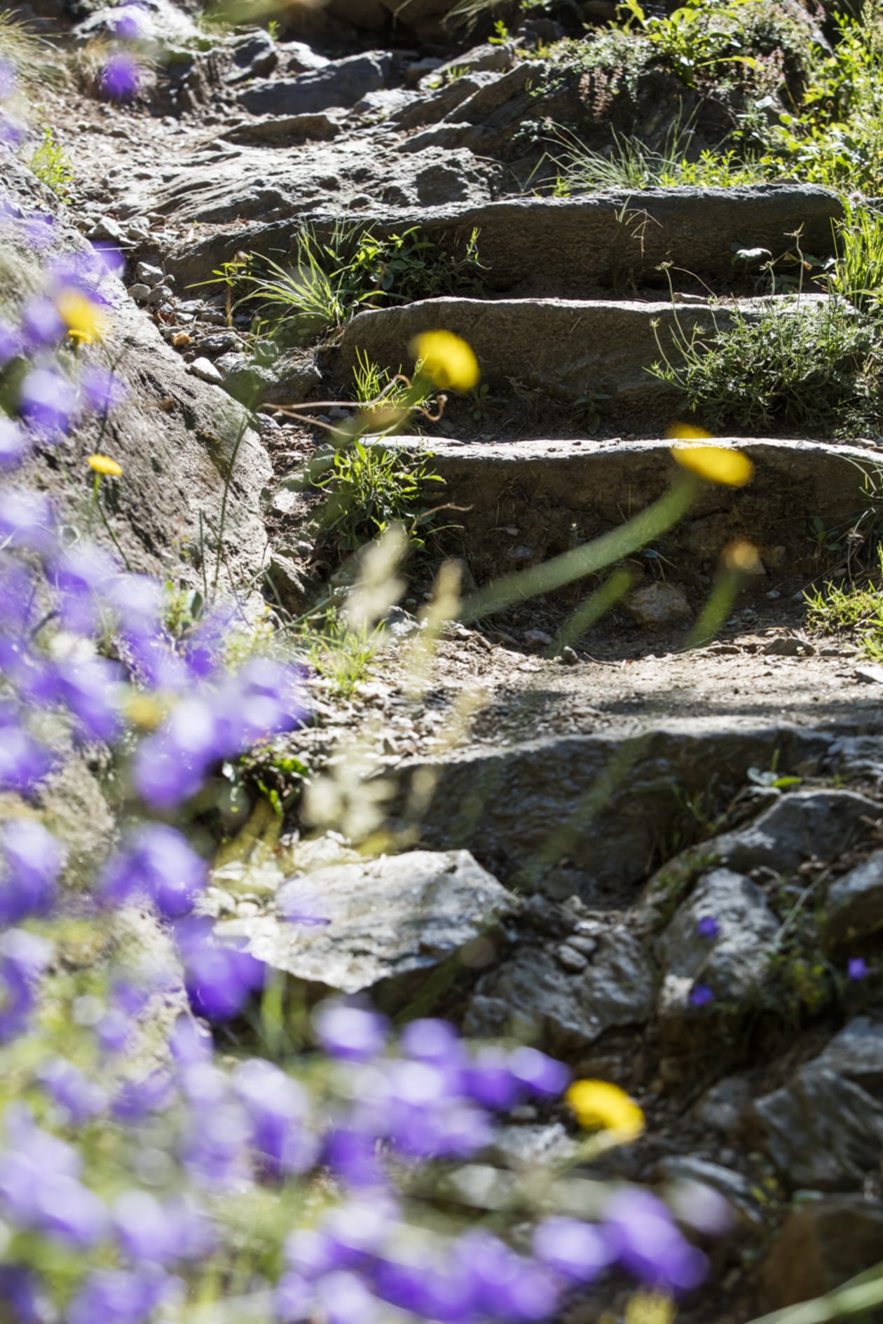 Ein Blütentraum im Frühling