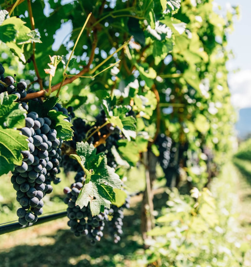 Fresh grapes on the vine