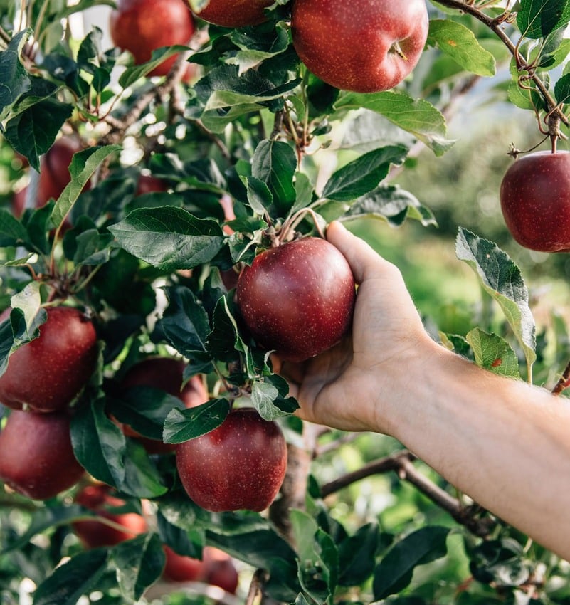 Vom Apfelstrudel bis zur Sterneküche